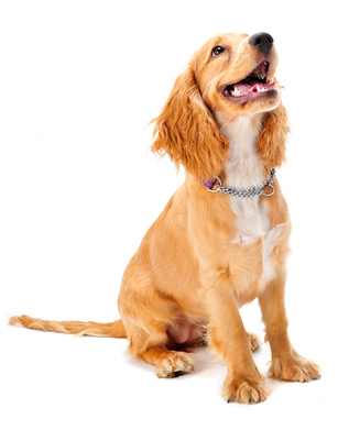 A cocker spaniel puppy in studio on white background